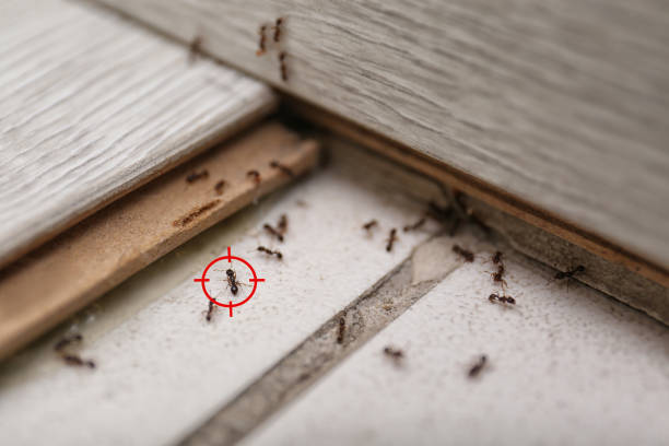 Best Insect Control  in Hampton, VA