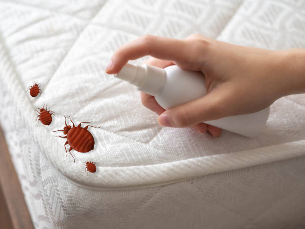 Best Termite Control Services  in Hampton, VA