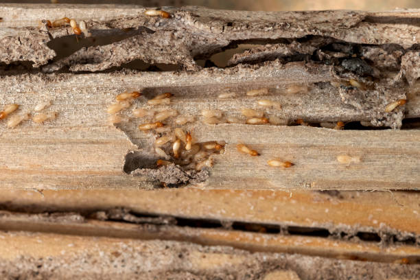 Best Affordable Pest Control Services  in Hampton, VA