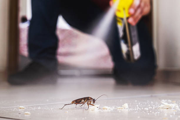 Best Ant Control Services  in Hampton, VA